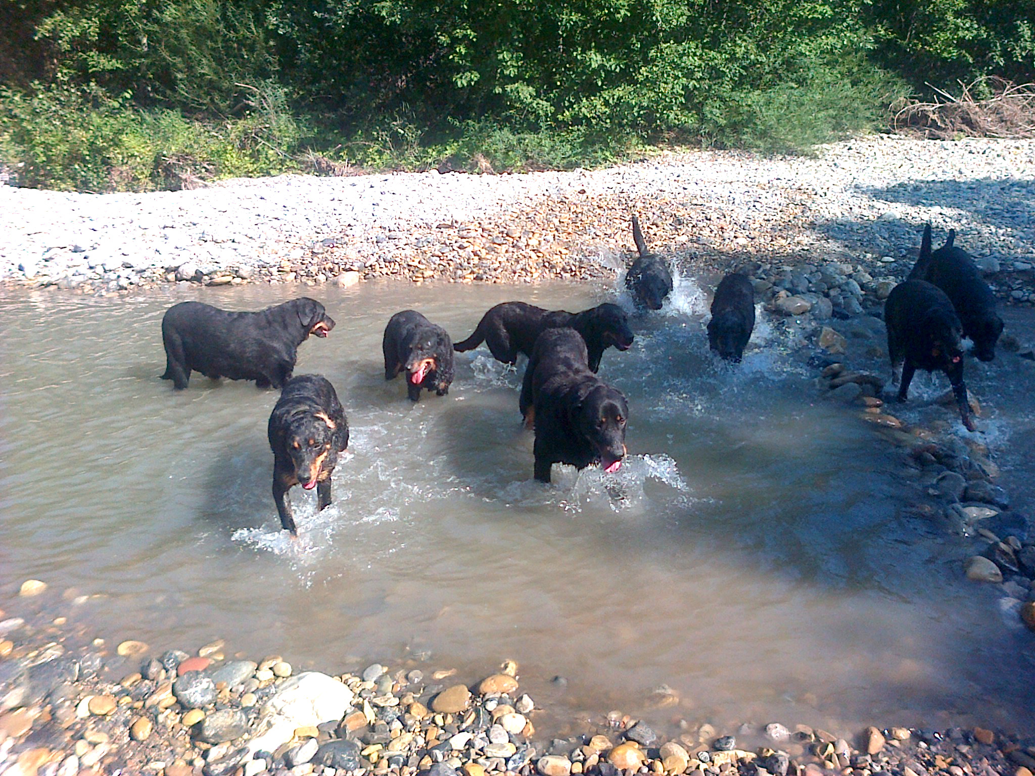 domainedelalicorne.fr Elevage de beauceron chiot beauceron pure race élevage du clos de la licorne elevage des gardiens de la licorne elevage beauceron noir et feu authentique gros gabarits élevage de Beauceron familial sérieux et qualité domainedelalicorne.fr suivi des chiots conseil d’éducation chiot propre bas rouge santé caractère spécialiste du beauceron noir et feu ou arlequin chien rustique berger de France  nos chiots sont élevés avec amour et attention notre passion au service de la qualité Beauceron de qualité et sportif domaine de la licorne 04380 BARRAS élevage en liberté éleveur berger de beauce élevage de beauceron de travail 